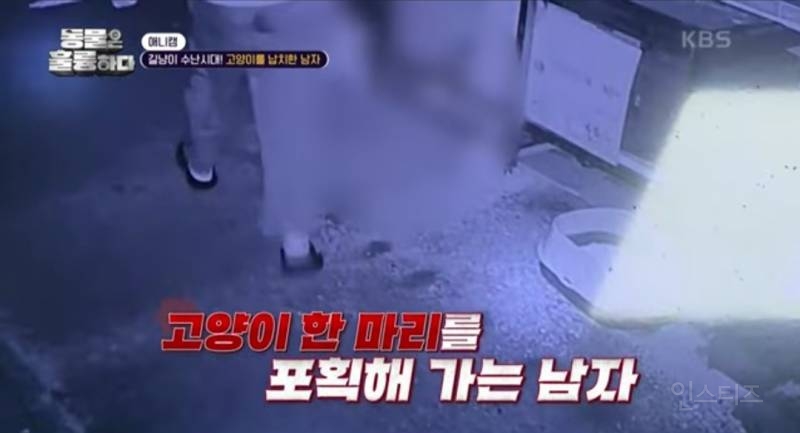 [분노주의] 이번 주 '동물은 훌륭하다'에서 다룬 고양이 학대범 | 인스티즈