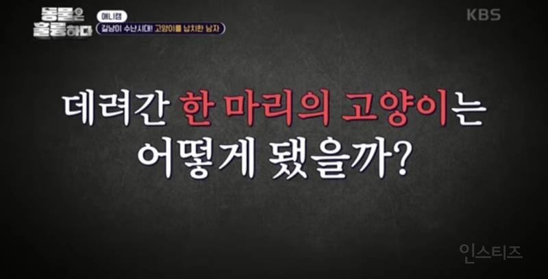 [분노주의] 이번 주 '동물은 훌륭하다'에서 다룬 고양이 학대범 | 인스티즈