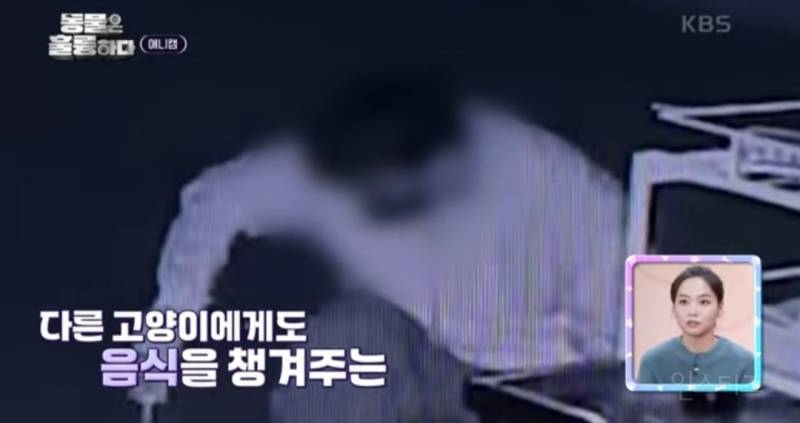 [분노주의] 이번 주 '동물은 훌륭하다'에서 다룬 고양이 학대범 | 인스티즈