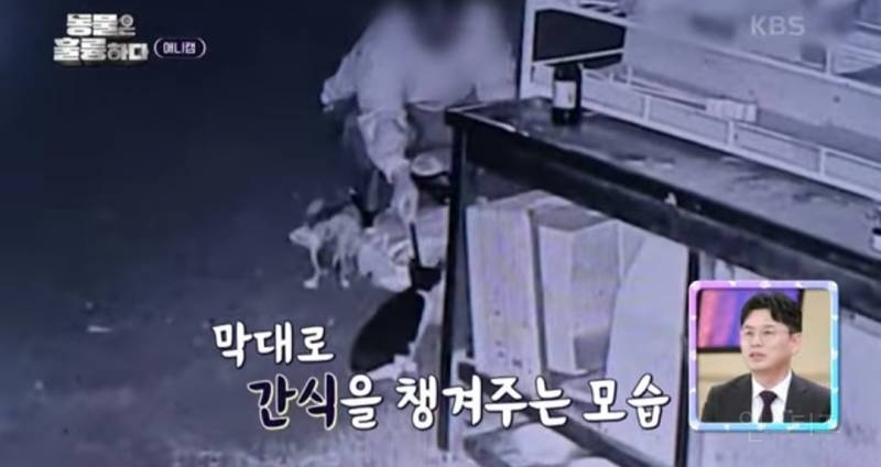 [분노주의] 이번 주 '동물은 훌륭하다'에서 다룬 고양이 학대범 | 인스티즈