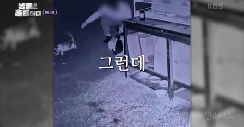 [분노주의] 이번 주 '동물은 훌륭하다'에서 다룬 고양이 학대범 | 인스티즈