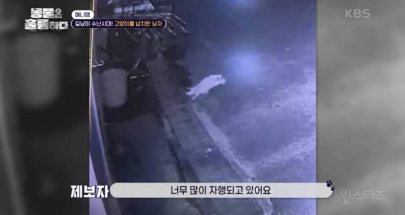 [분노주의] 이번 주 '동물은 훌륭하다'에서 다룬 고양이 학대범 | 인스티즈