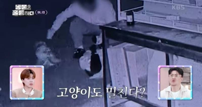[분노주의] 이번 주 '동물은 훌륭하다'에서 다룬 고양이 학대범 | 인스티즈