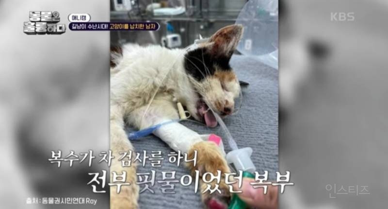 [분노주의] 이번 주 '동물은 훌륭하다'에서 다룬 고양이 학대범 | 인스티즈