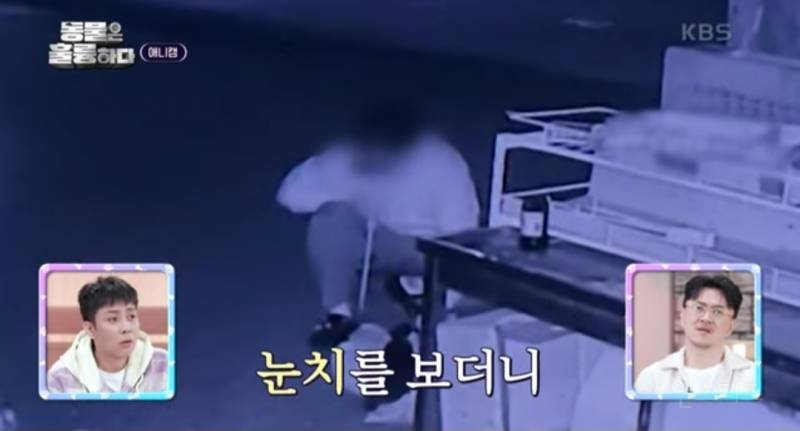 [분노주의] 이번 주 '동물은 훌륭하다'에서 다룬 고양이 학대범 | 인스티즈