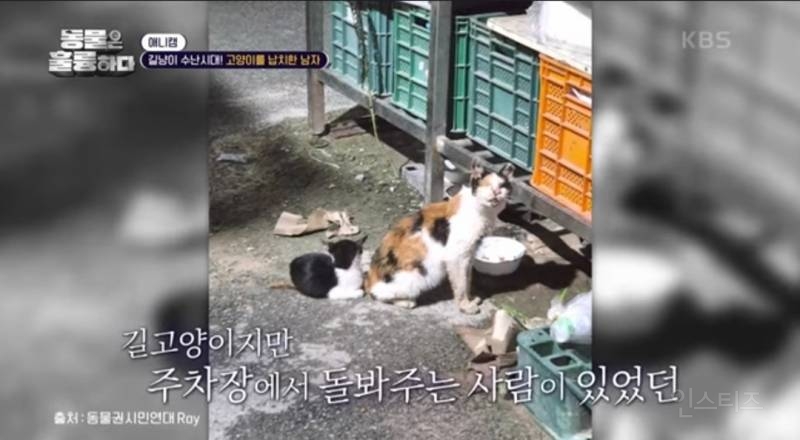 [분노주의] 이번 주 '동물은 훌륭하다'에서 다룬 고양이 학대범 | 인스티즈