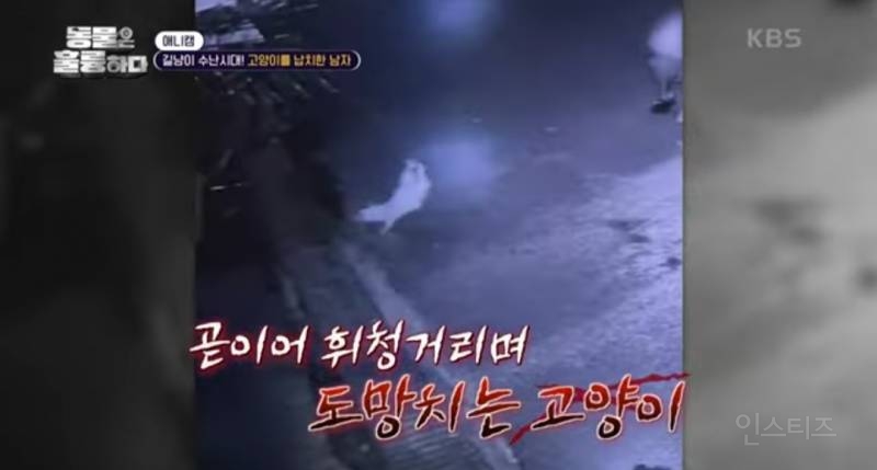 [분노주의] 이번 주 '동물은 훌륭하다'에서 다룬 고양이 학대범 | 인스티즈