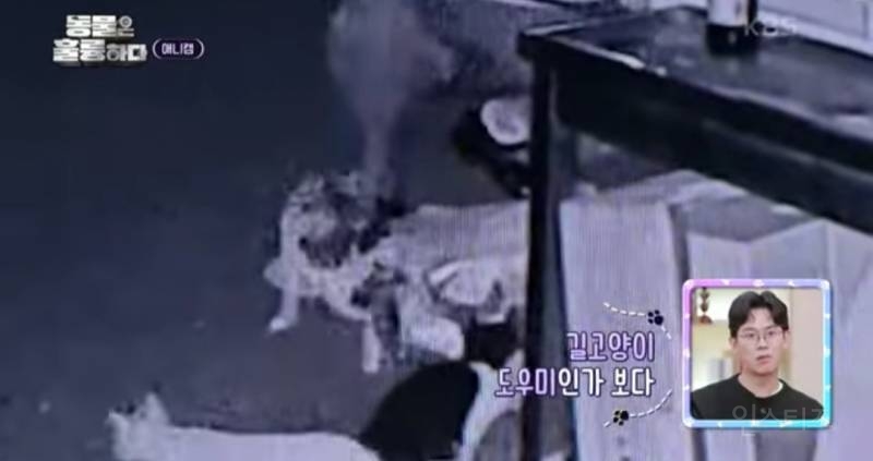 [분노주의] 이번 주 '동물은 훌륭하다'에서 다룬 고양이 학대범 | 인스티즈