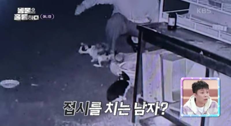 [분노주의] 이번 주 '동물은 훌륭하다'에서 다룬 고양이 학대범 | 인스티즈