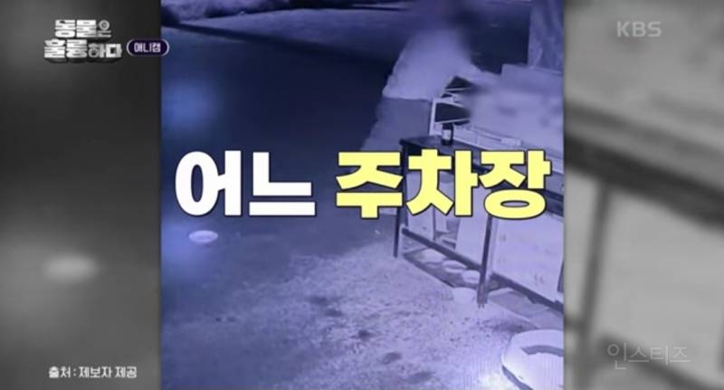 [분노주의] 이번 주 '동물은 훌륭하다'에서 다룬 고양이 학대범 | 인스티즈