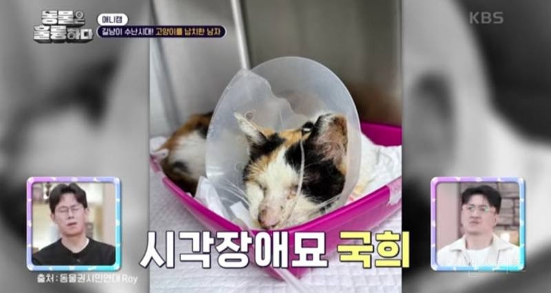 [분노주의] 이번 주 '동물은 훌륭하다'에서 다룬 고양이 학대범 | 인스티즈