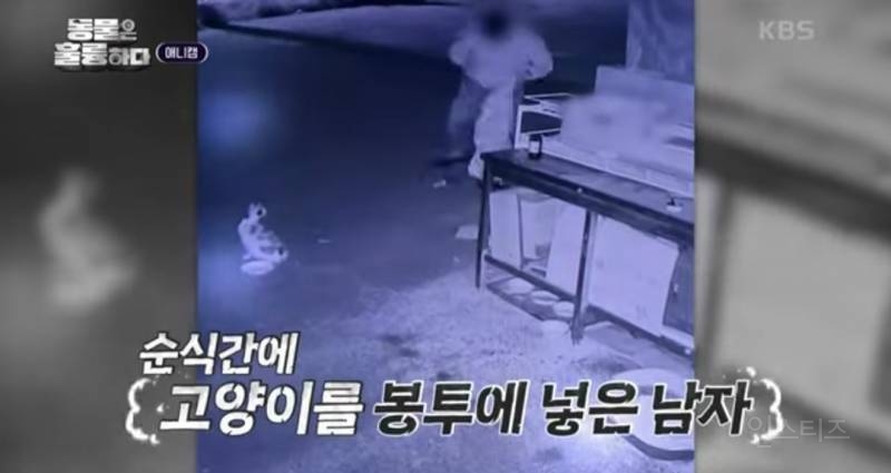 [분노주의] 이번 주 '동물은 훌륭하다'에서 다룬 고양이 학대범 | 인스티즈