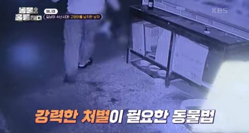 [분노주의] 이번 주 '동물은 훌륭하다'에서 다룬 고양이 학대범 | 인스티즈