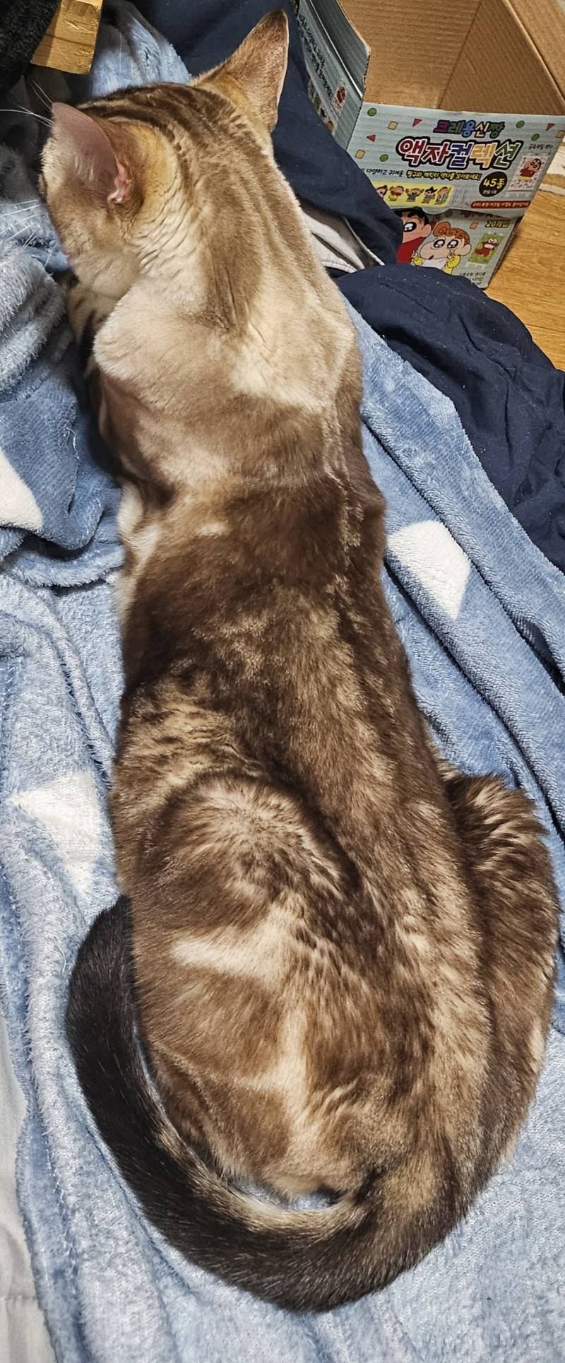 [잡담] 울 고양이 털색 변화 | 인스티즈