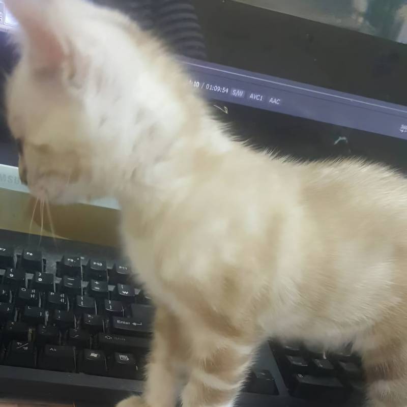 [잡담] 울 고양이 털색 변화 | 인스티즈
