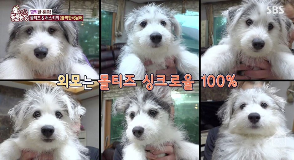 [잡담] 말스키 물구나무 썰듣고 올해들어서 젤 크게 웃음ㅋㅋㅋㅋㅋㅋㅋㅋㅋㅋㅋㅋㅋㅋㅋㅋㅋㅋㅋㅋㅋㅋㅋㅋㅋ | 인스티즈