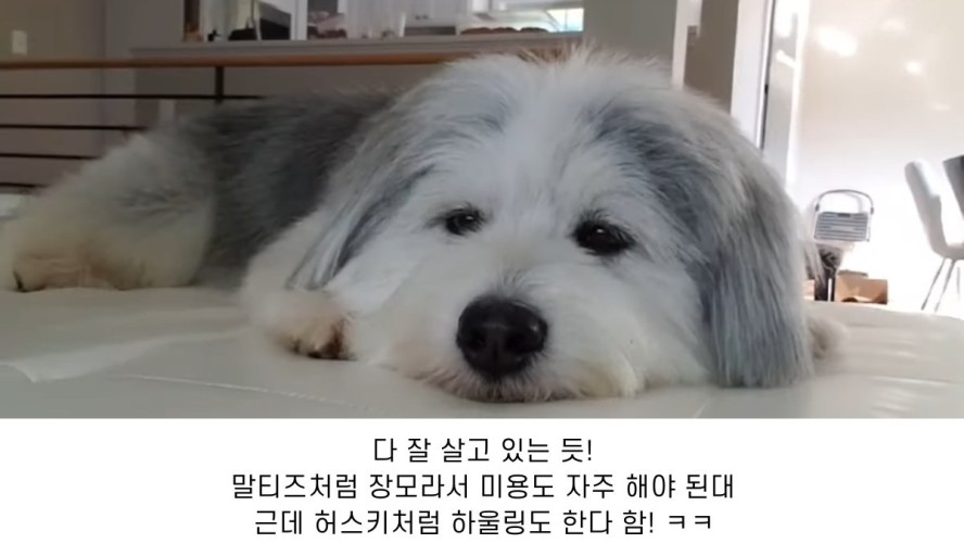 [잡담] 말스키 물구나무 썰듣고 올해들어서 젤 크게 웃음ㅋㅋㅋㅋㅋㅋㅋㅋㅋㅋㅋㅋㅋㅋㅋㅋㅋㅋㅋㅋㅋㅋㅋㅋㅋ | 인스티즈