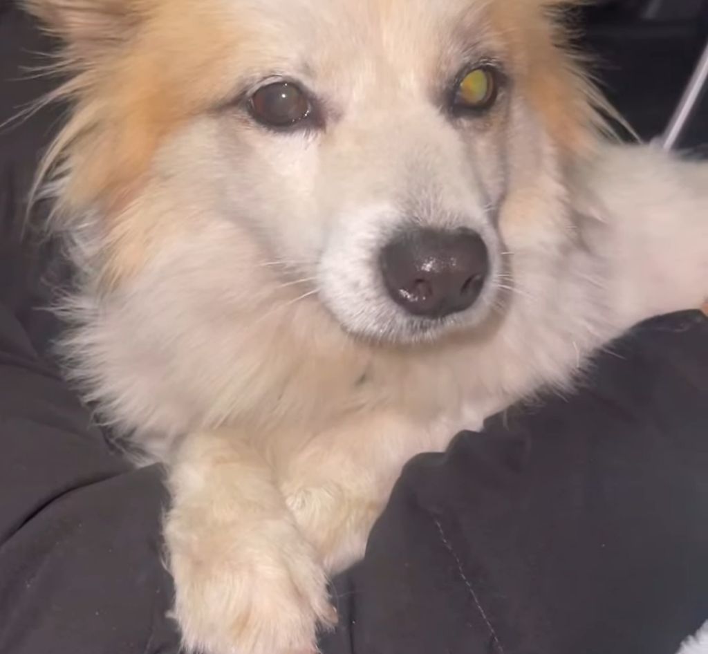 [잡담] 제주항공 유가족분들의 강아지 푸딩이 구조사진 | 인스티즈
