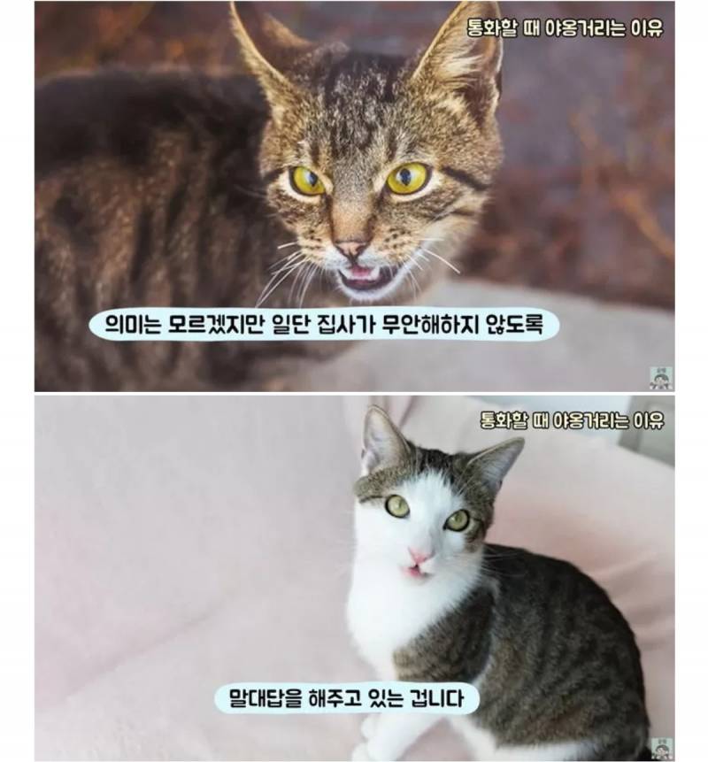 집사가 전화할때 고양이가 우는 이유 | 인스티즈
