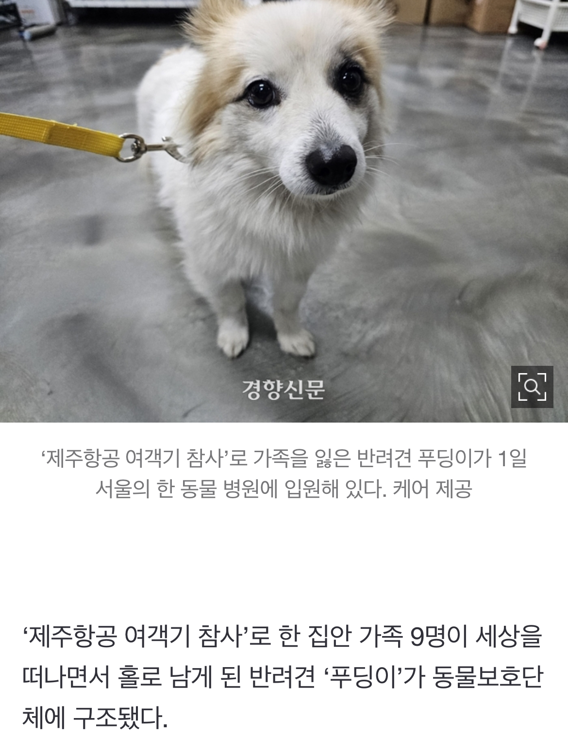 [정보/소식] '제주항공 여객기 참사'로 가족 잃은 '푸딩이' 동물 단체서 구조 | 인스티즈