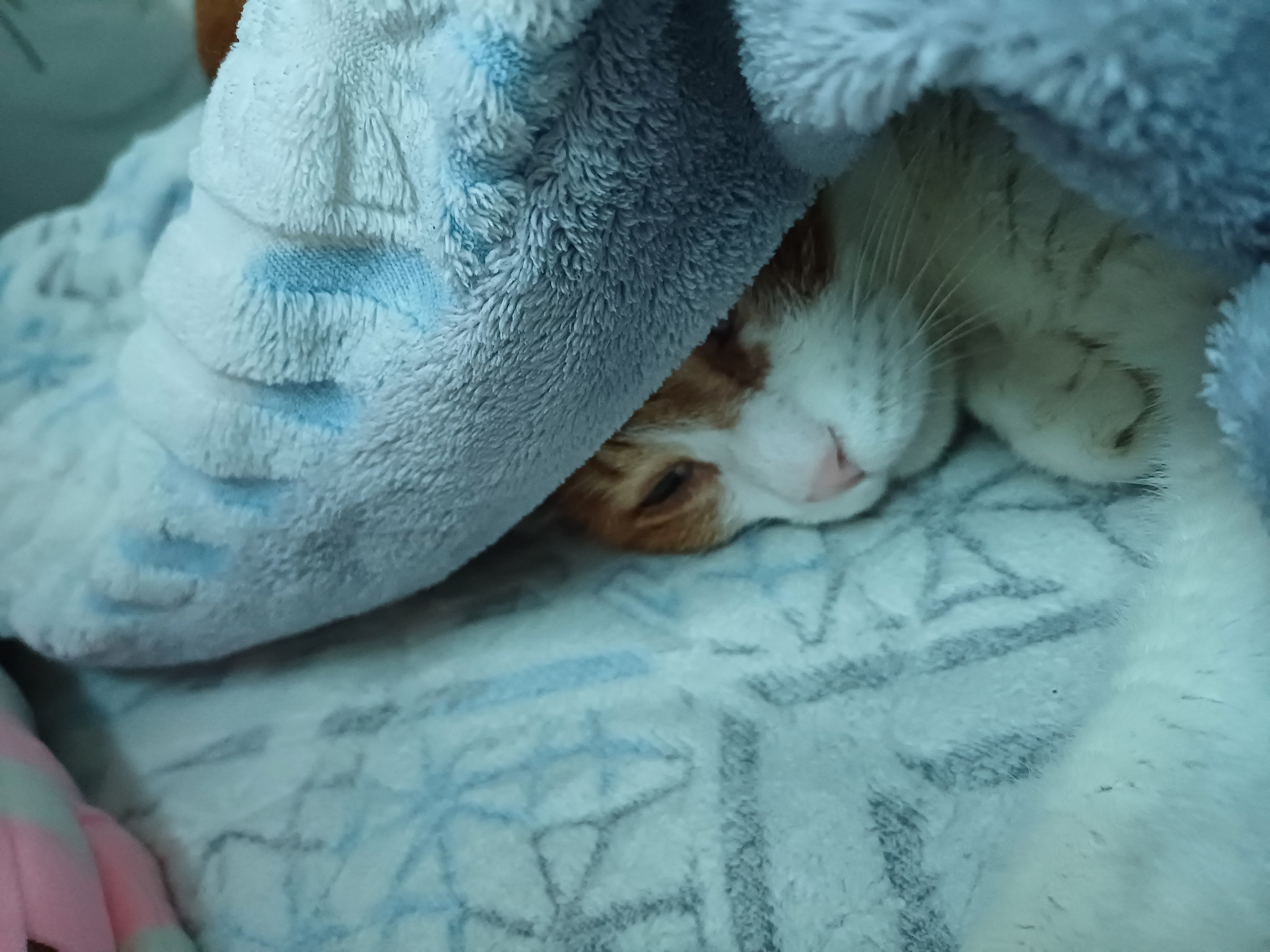 [잡담] 윤석열 체포기념 울집냥이 귀여운 사진 풀어드림 | 인스티즈