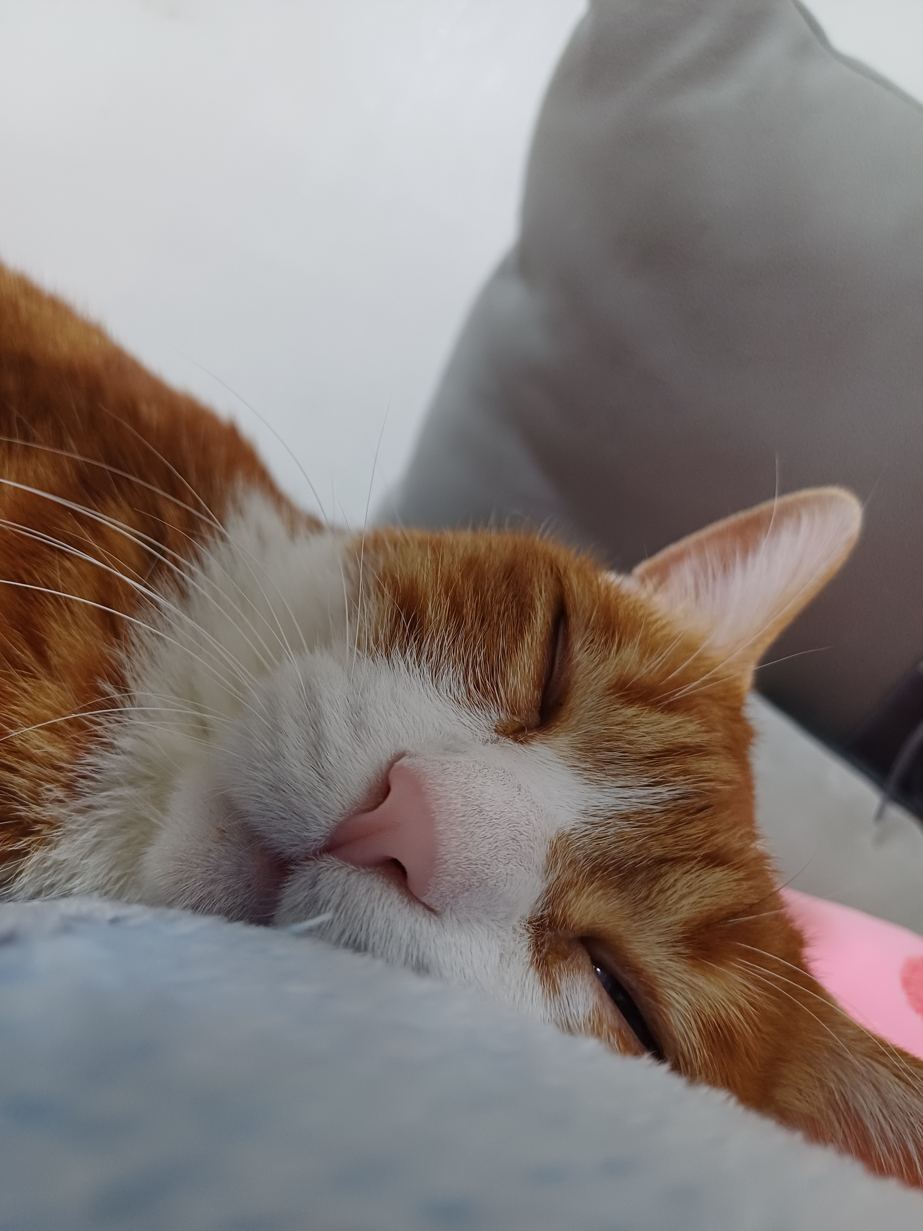 [잡담] 윤석열 체포기념 울집냥이 귀여운 사진 풀어드림 | 인스티즈