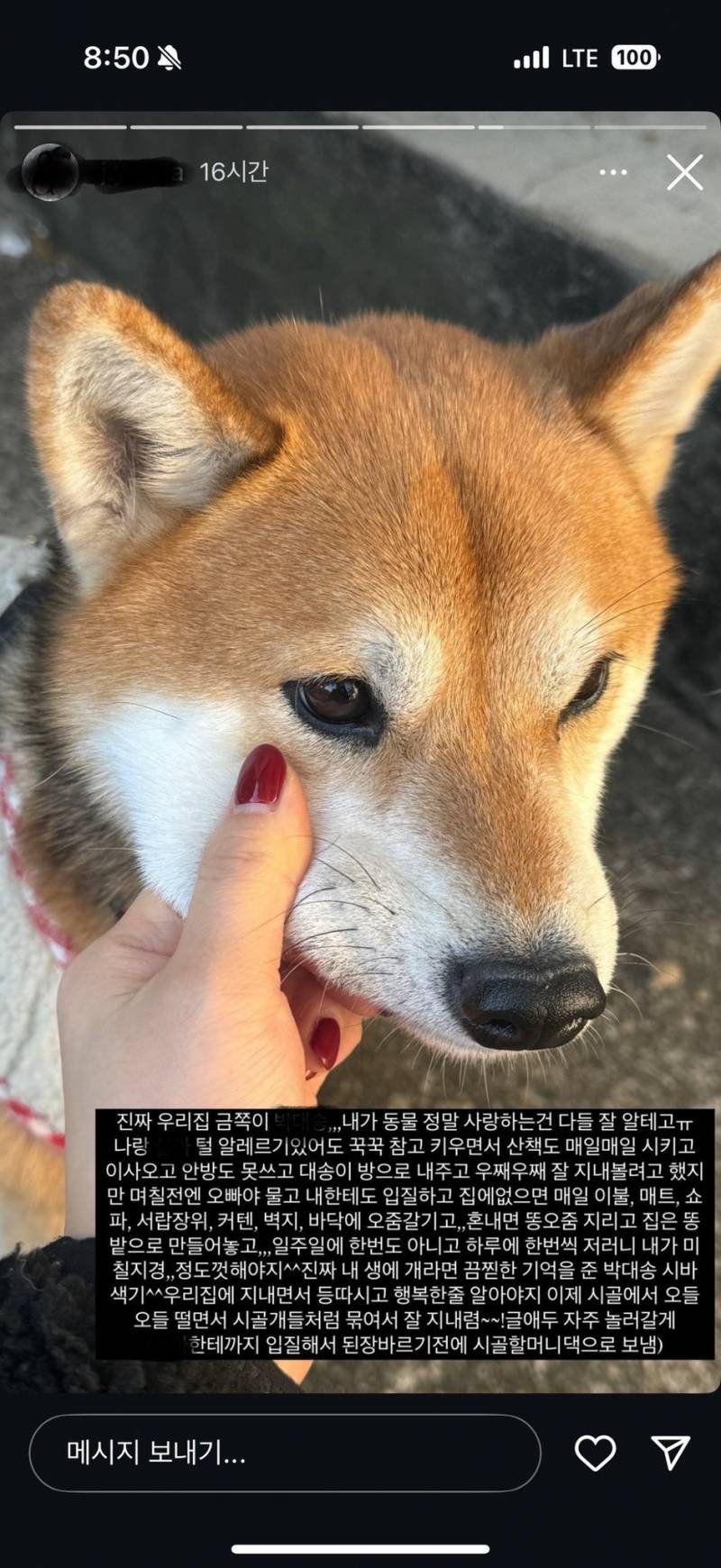 [잡담] 시바견 파양하고 전시했던 사람 다시 데려왔다더라 | 인스티즈