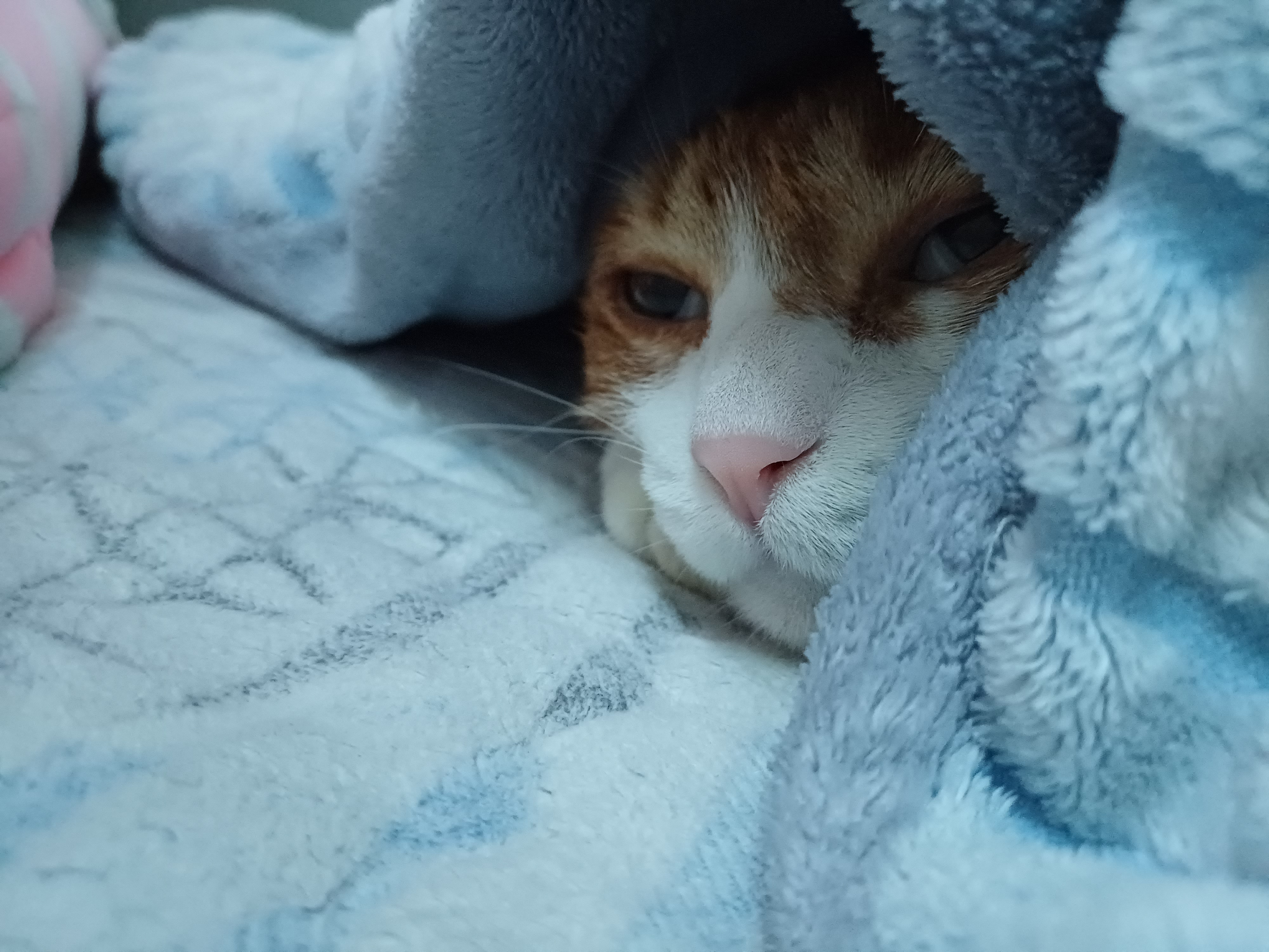 [잡담] 윤석열 체포기념 울집냥이 귀여운 사진 풀어드림 | 인스티즈