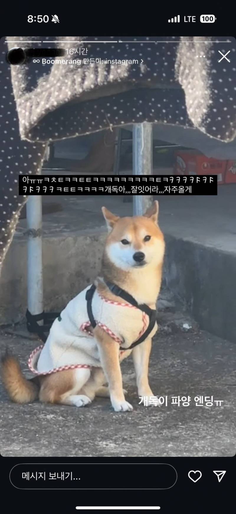 [잡담] 시바견 파양하고 전시했던 사람 다시 데려왔다더라 | 인스티즈