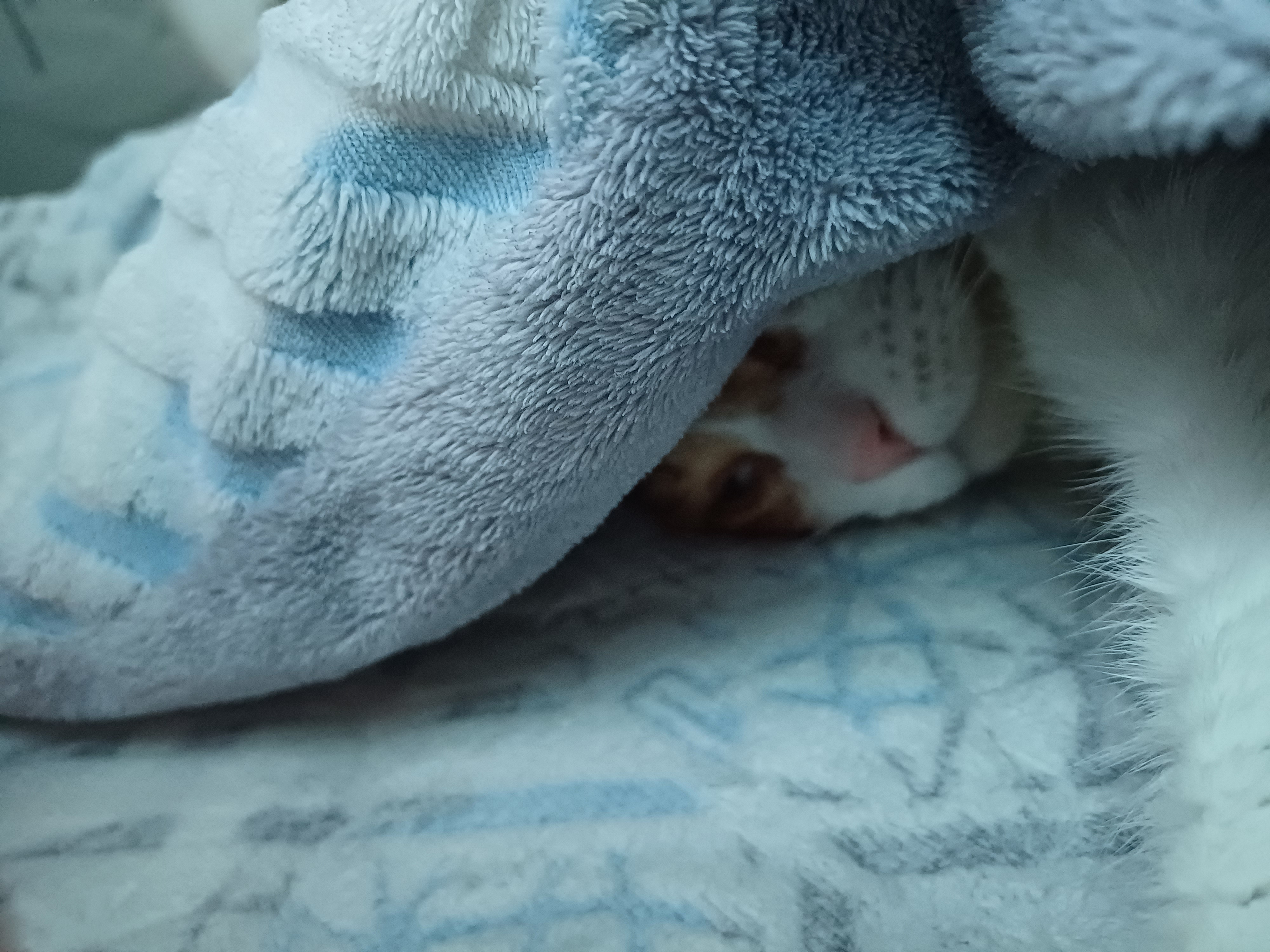 [잡담] 윤석열 체포기념 울집냥이 귀여운 사진 풀어드림 | 인스티즈