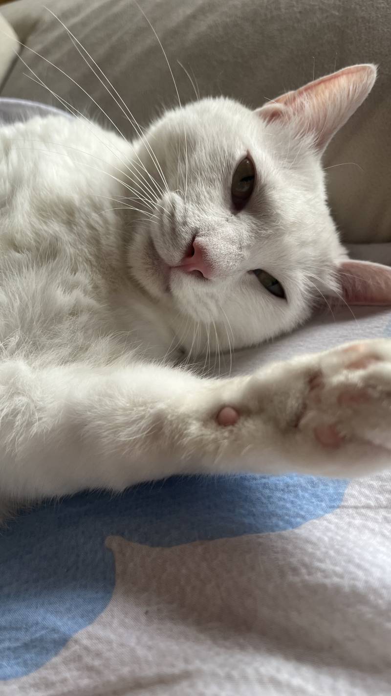 [잡담] 빨리 우리고양이 보고 싶다 | 인스티즈