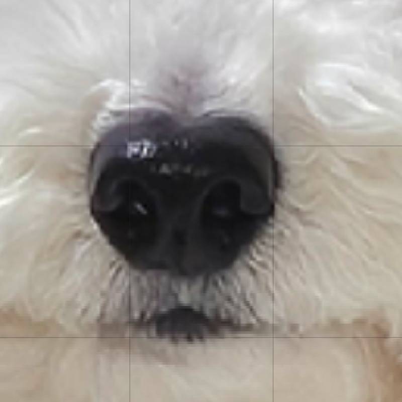 [잡담] 강아지코 원래 하트코야? | 인스티즈