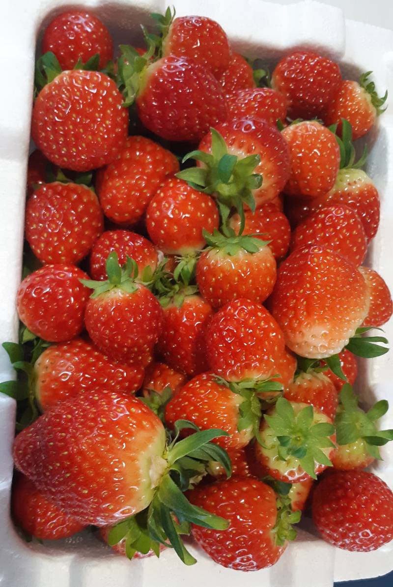 [잡담] 딸기 한상자 생겼당🍓 | 인스티즈