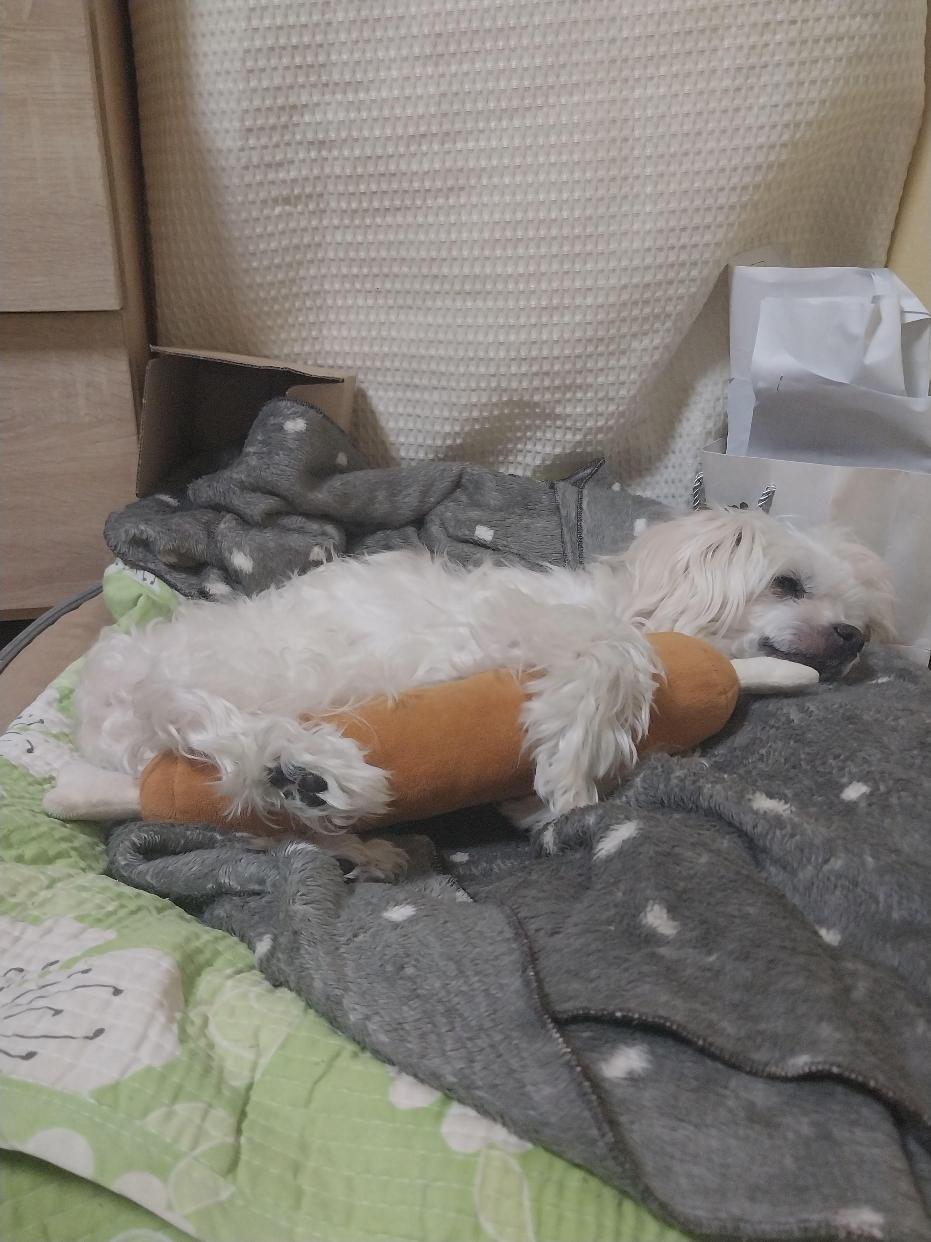 [잡담] 오늘 마지막 사진 (🐶) | 인스티즈