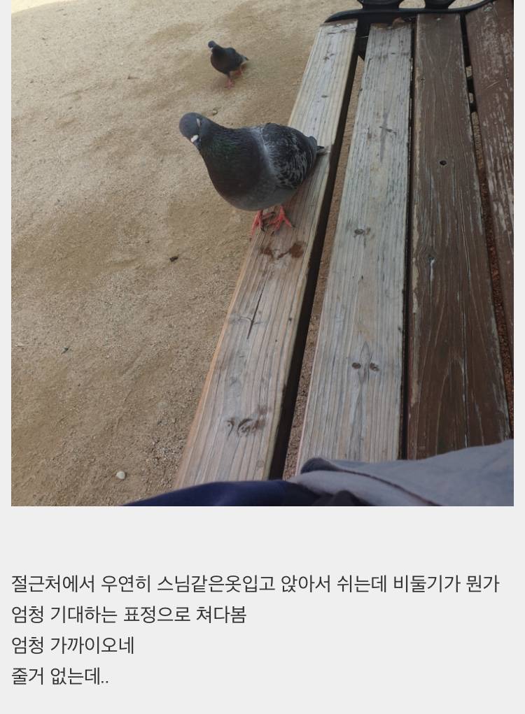 [잡담] 벤치에 앉아 쉬고 있는데 비둘기가 다가오면 어떡할 거야? | 인스티즈