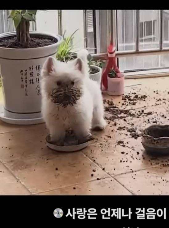 [잡담] 이 강아지 무슨 종일까? | 인스티즈