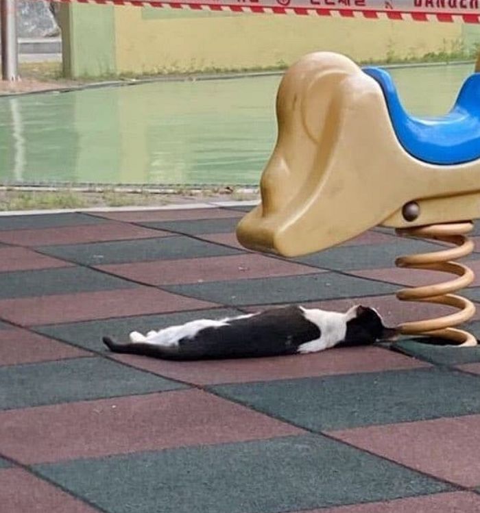 [잡담] 완전 이런 고양이 같음 | 인스티즈