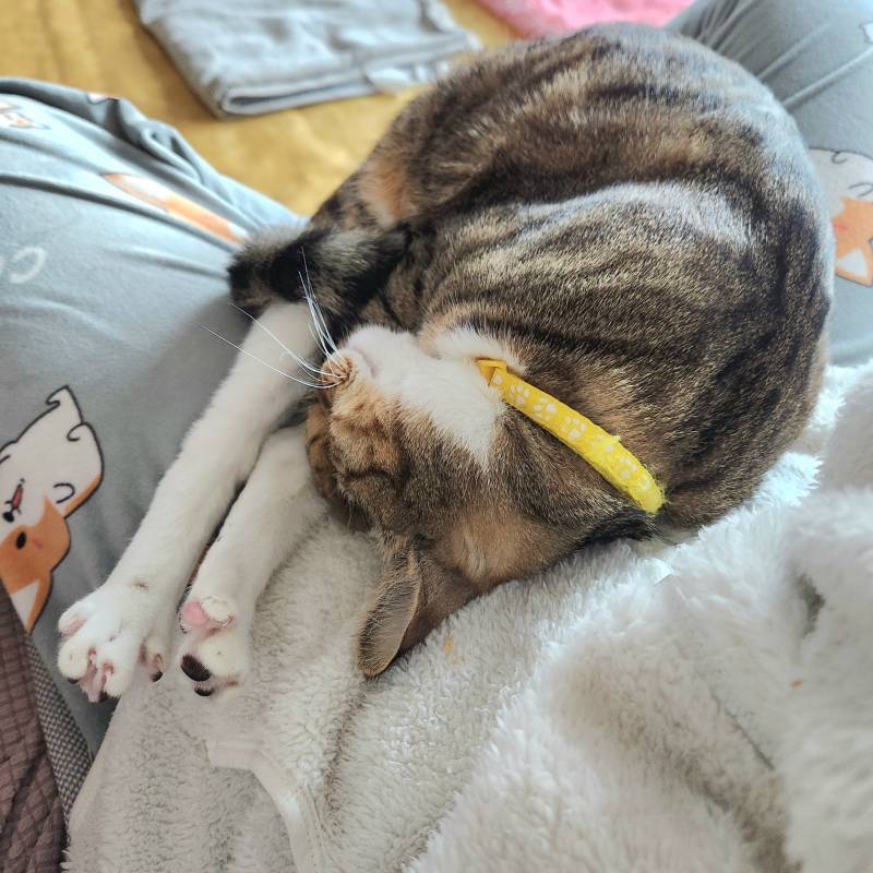 [잡담] 울 집 냐옹이 자는거봐ㅋㅋㅋㅋ 🐱 | 인스티즈
