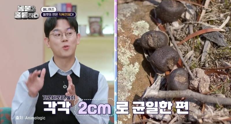 [동훌륭] 치명적인 뒤태를 가진 세계 유일 직육면체 변을 보는 동물 | 인스티즈