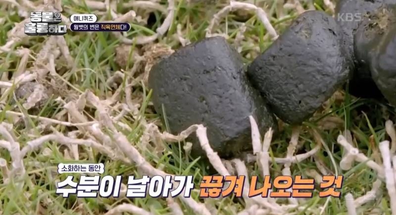 [동훌륭] 치명적인 뒤태를 가진 세계 유일 직육면체 변을 보는 동물 | 인스티즈