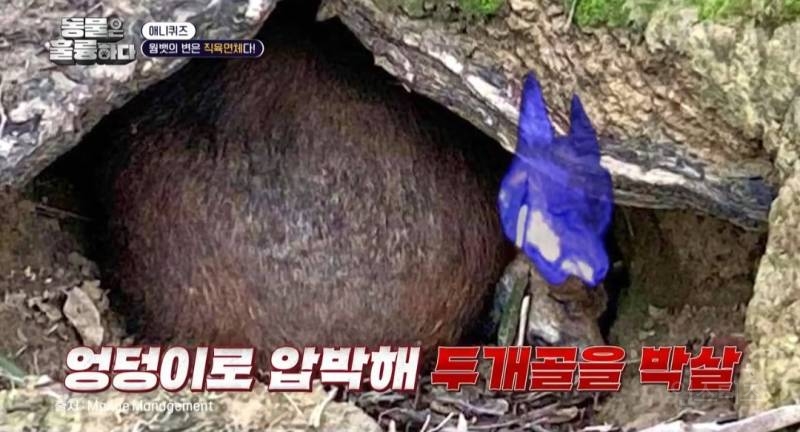 [동훌륭] 치명적인 뒤태를 가진 세계 유일 직육면체 변을 보는 동물 | 인스티즈