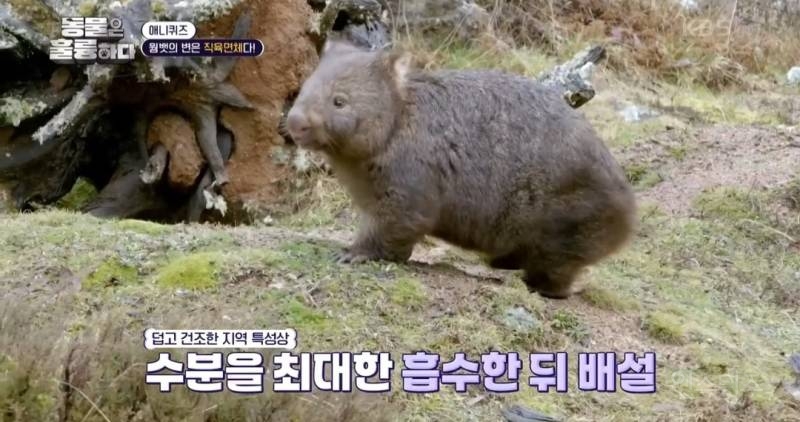 [동훌륭] 치명적인 뒤태를 가진 세계 유일 직육면체 변을 보는 동물 | 인스티즈