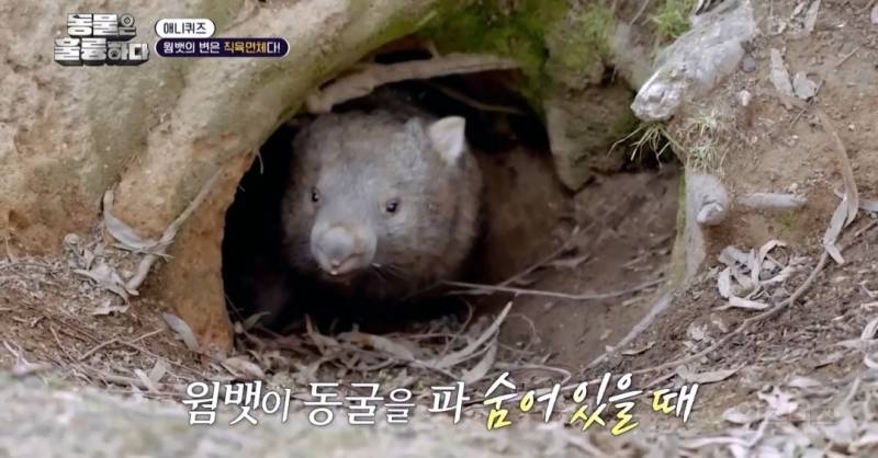 [동훌륭] 치명적인 뒤태를 가진 세계 유일 직육면체 변을 보는 동물 | 인스티즈