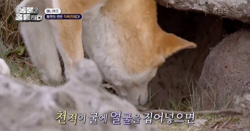 [동훌륭] 치명적인 뒤태를 가진 세계 유일 직육면체 변을 보는 동물 | 인스티즈