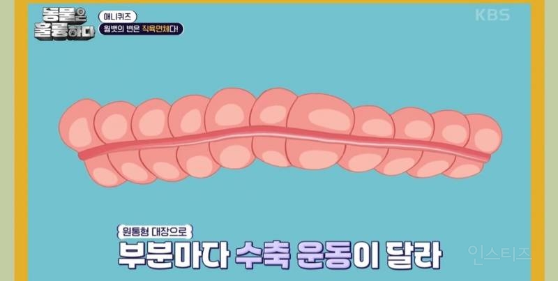 [동훌륭] 치명적인 뒤태를 가진 세계 유일 직육면체 변을 보는 동물 | 인스티즈