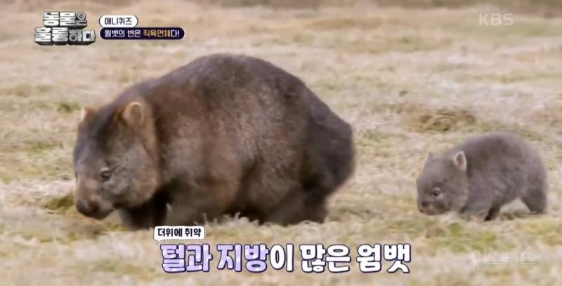 [동훌륭] 치명적인 뒤태를 가진 세계 유일 직육면체 변을 보는 동물 | 인스티즈