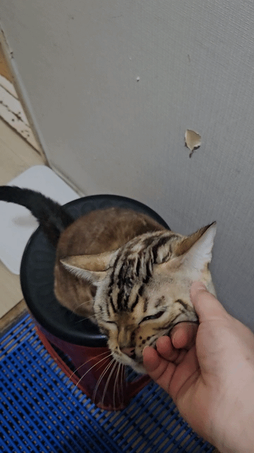 [잡담] 고양이의 날 우리 주인님 짤 털어요❤ | 인스티즈