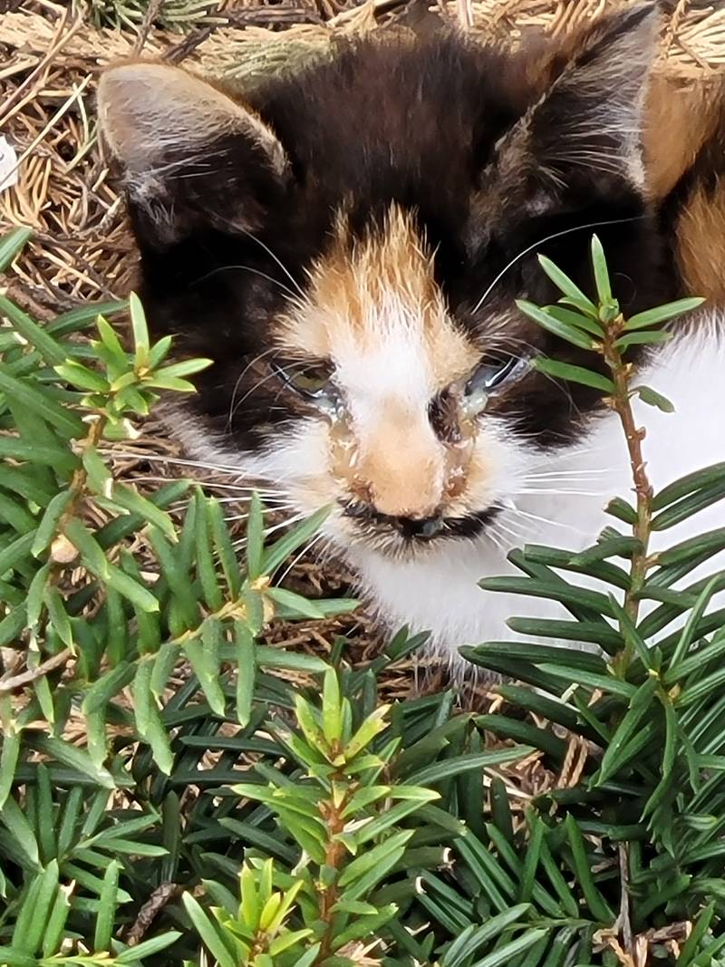 [잡담] 집사들아 이 길냥이 눈 많이 안좋은거야?? | 인스티즈