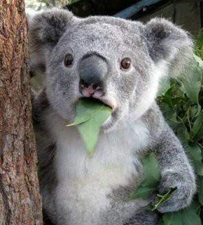 [잡담] 이 코알라 짤 아는 사람 있어? | 인스티즈