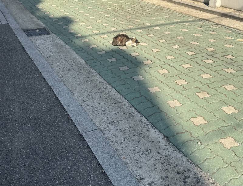 [잡담] 집앞에 아픈 고양이 있는데 얘 어떡해,,,? ㅠ | 인스티즈